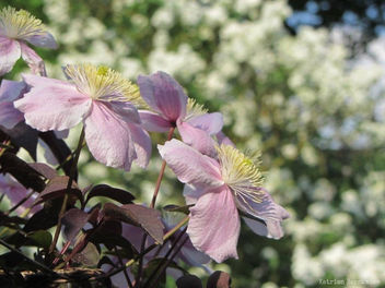 beautiful nature - Kostenloses image #389949